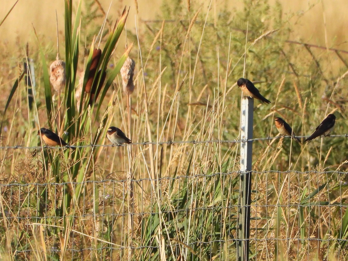 Barn Swallow - ML642464030