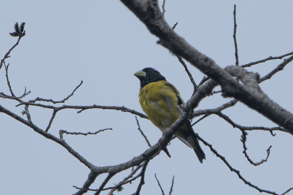 Hooded Grosbeak - ML642464031