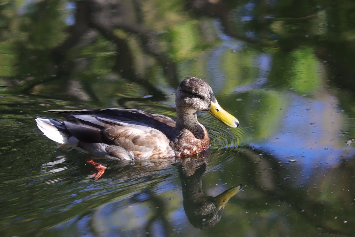 Mallard/Mexican Duck - ML642464033