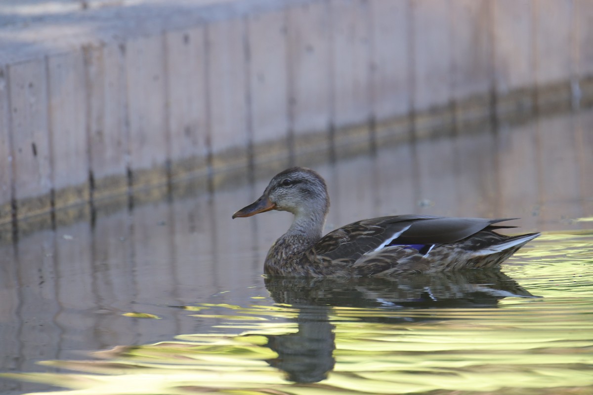 Mallard/Mexican Duck - ML642464035