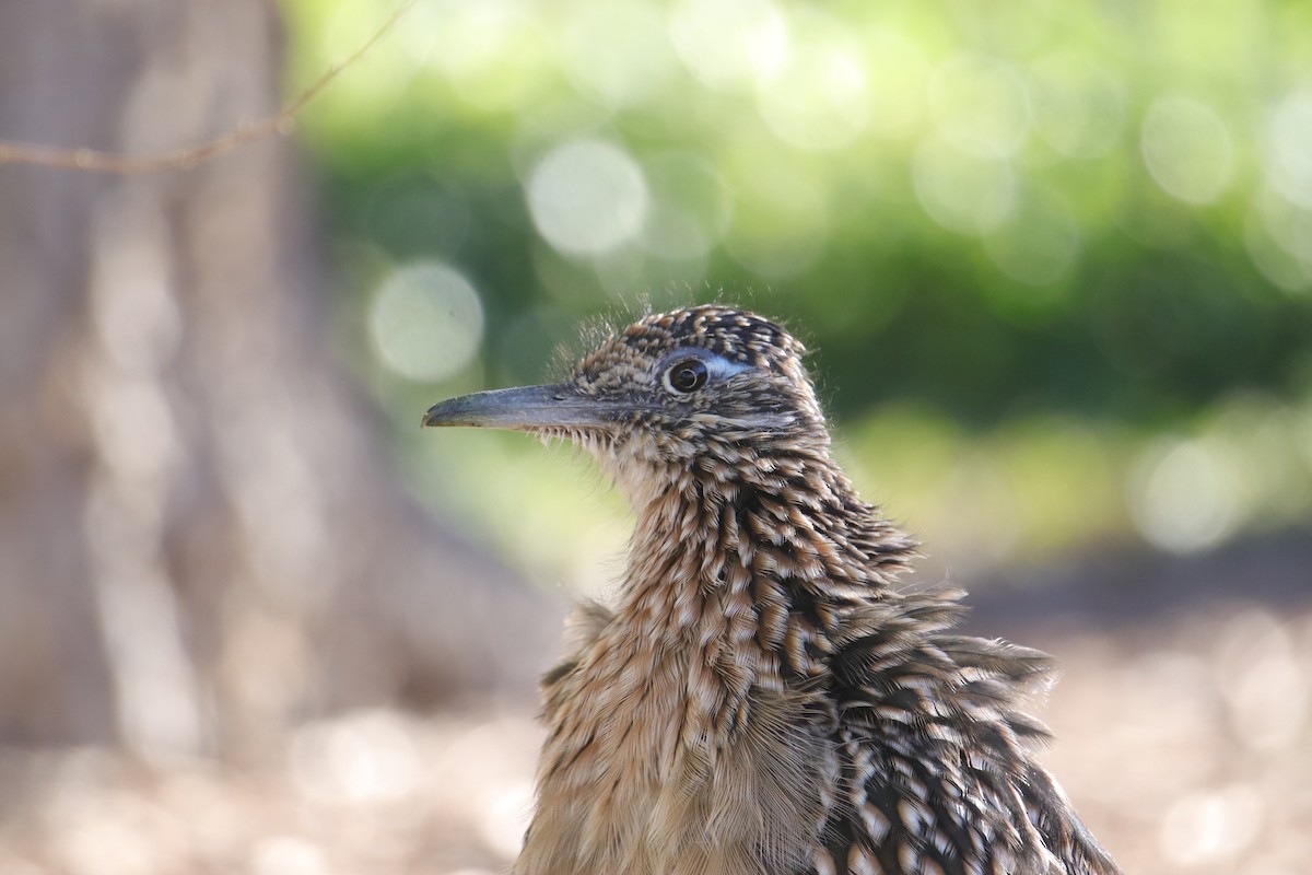 Greater Roadrunner - ML642464041