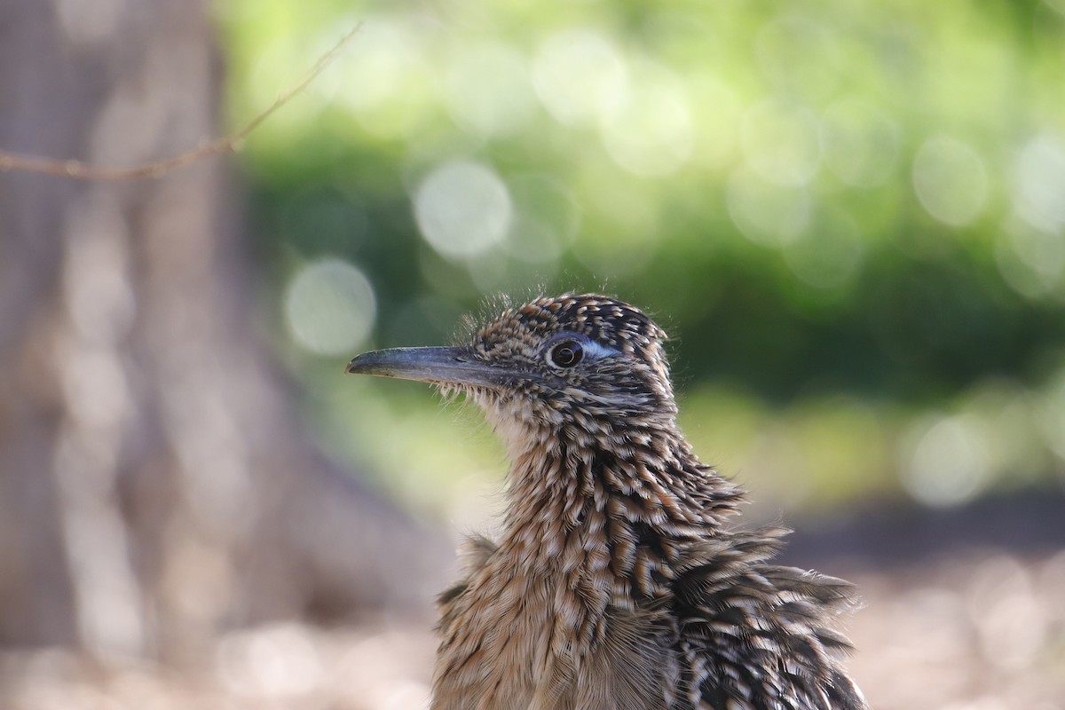 Greater Roadrunner - ML642464042
