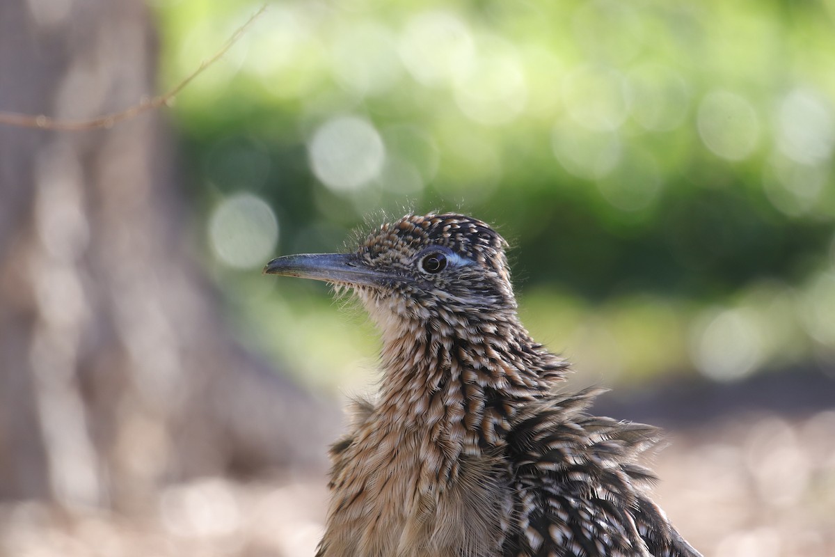 Greater Roadrunner - ML642464048