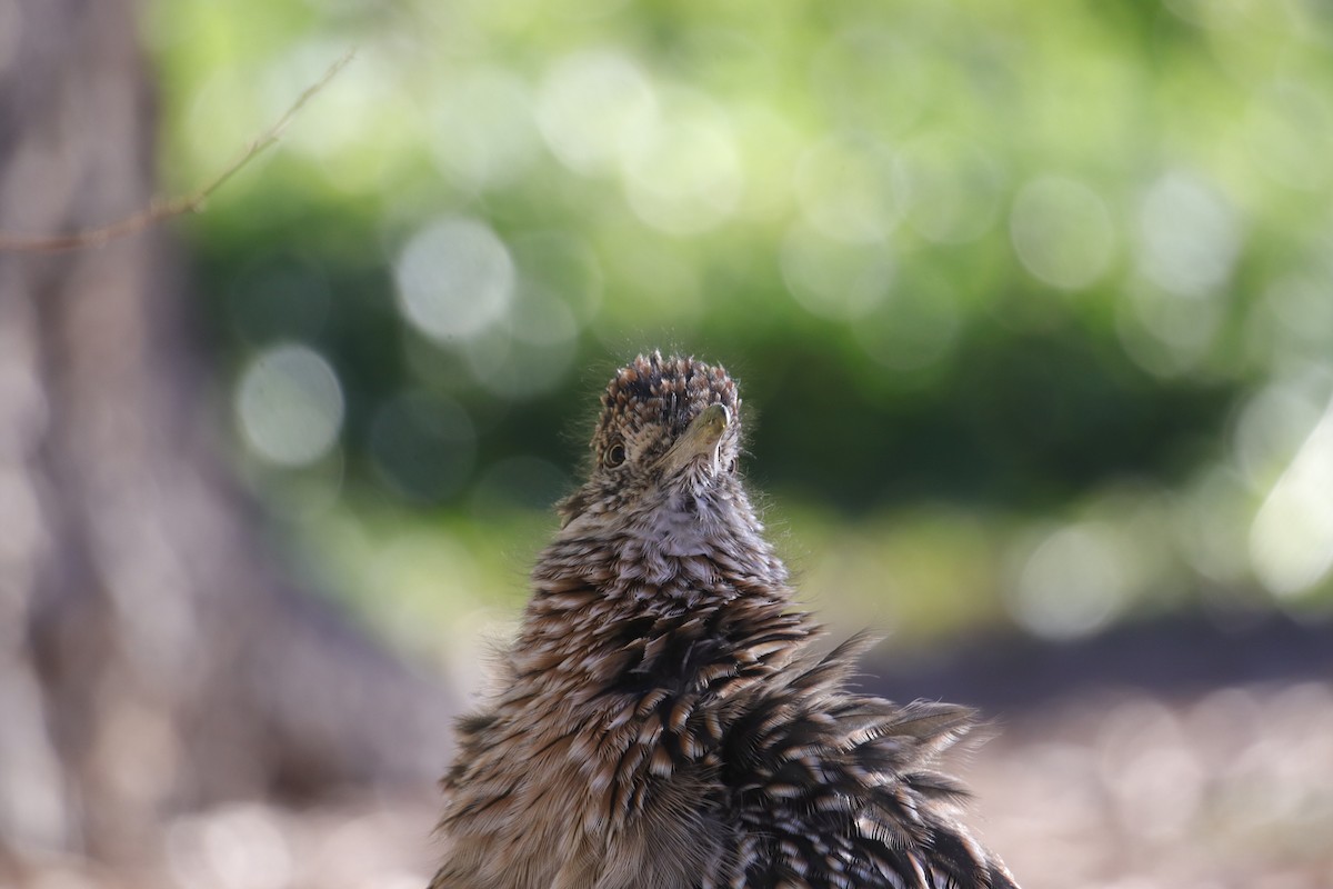Greater Roadrunner - ML642464053