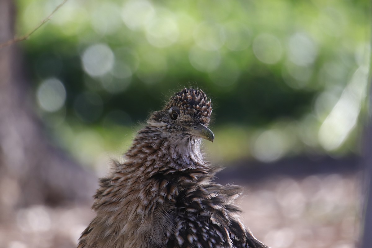 Greater Roadrunner - ML642464054