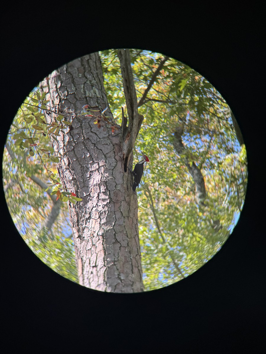 Pileated Woodpecker - ML642464083