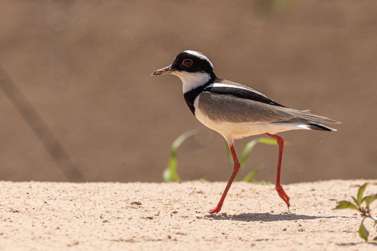 Pied Plover - ML642464156
