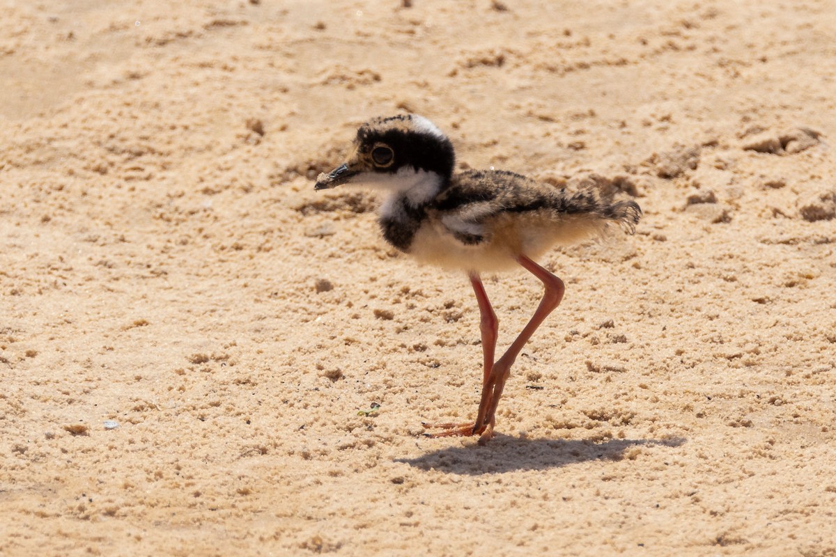 Pied Plover - ML642464158