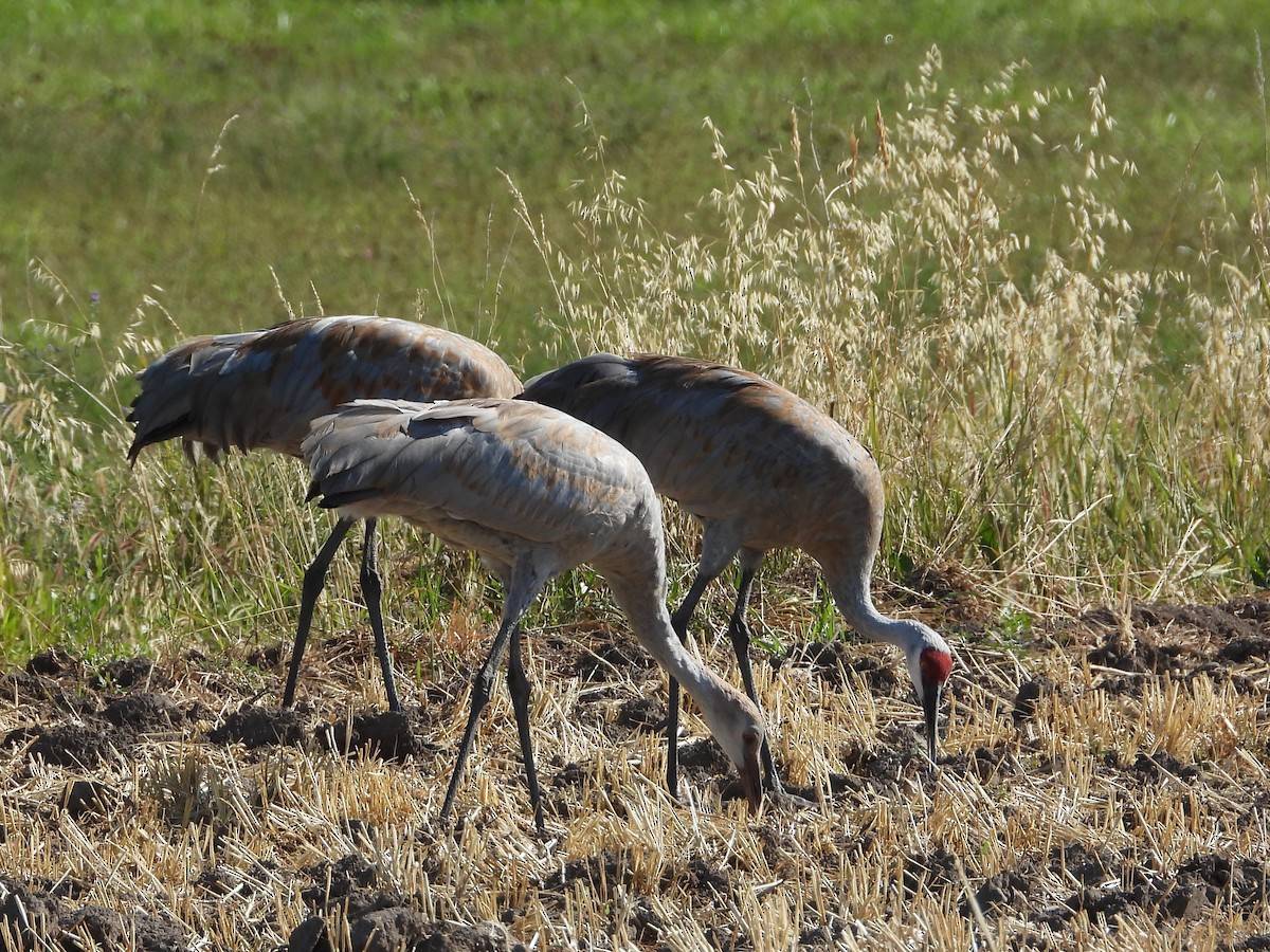 Sandhill Crane - ML642464161