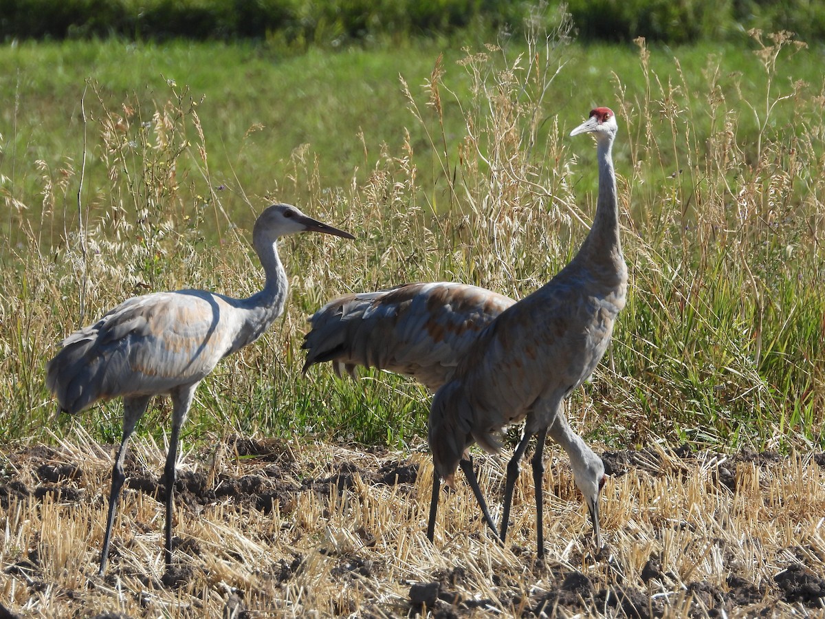 Sandhill Crane - ML642464162