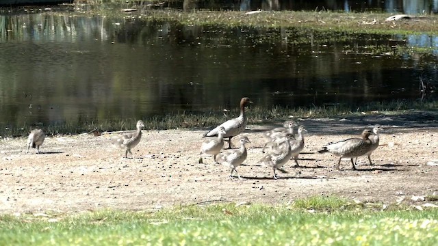 Maned Duck - ML642464174