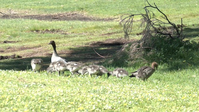 Maned Duck - ML642464179