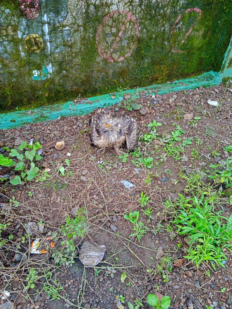 Rock Eagle-Owl - ML642464201