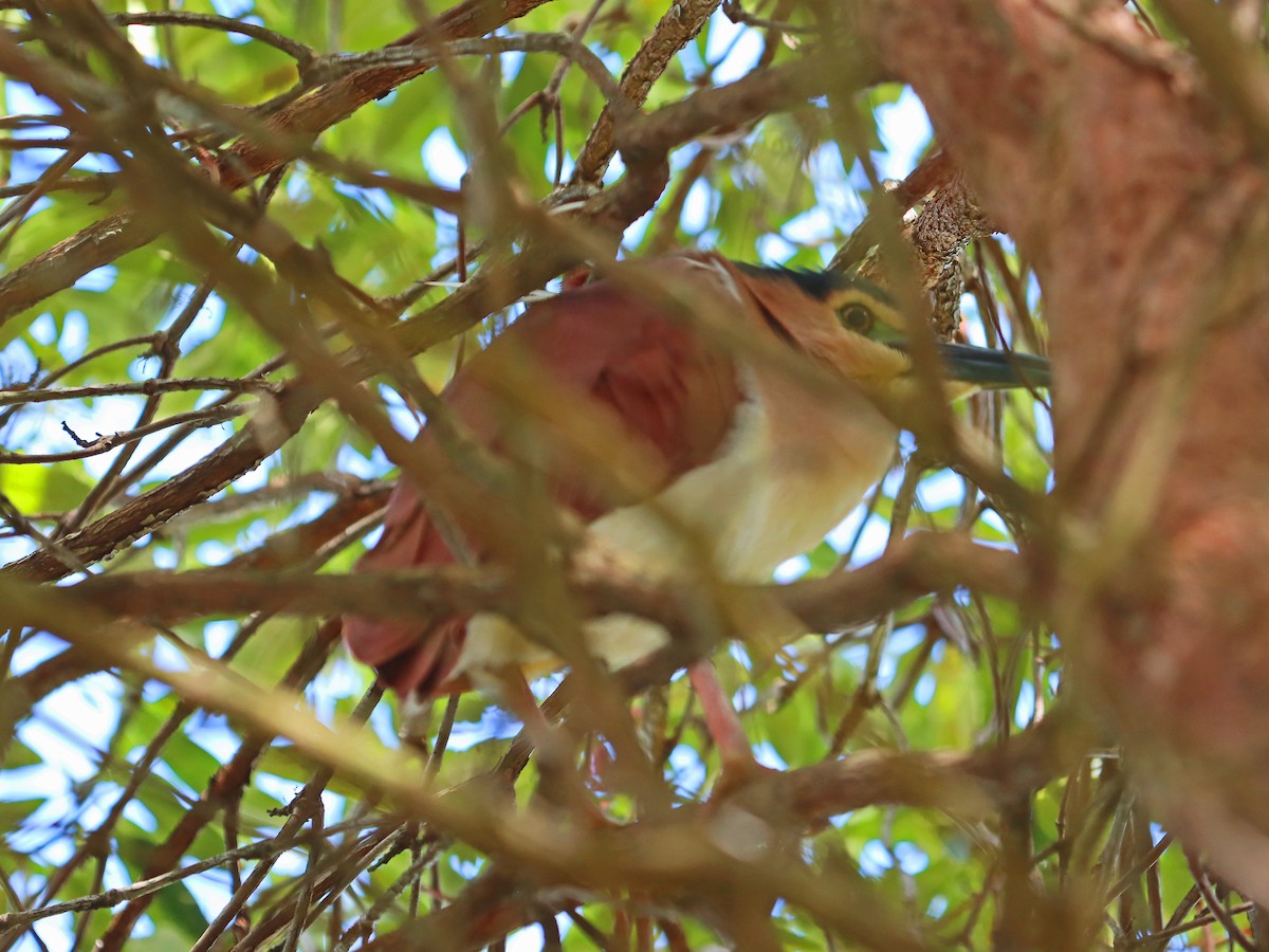 kvakoš rezavý - ML642464214