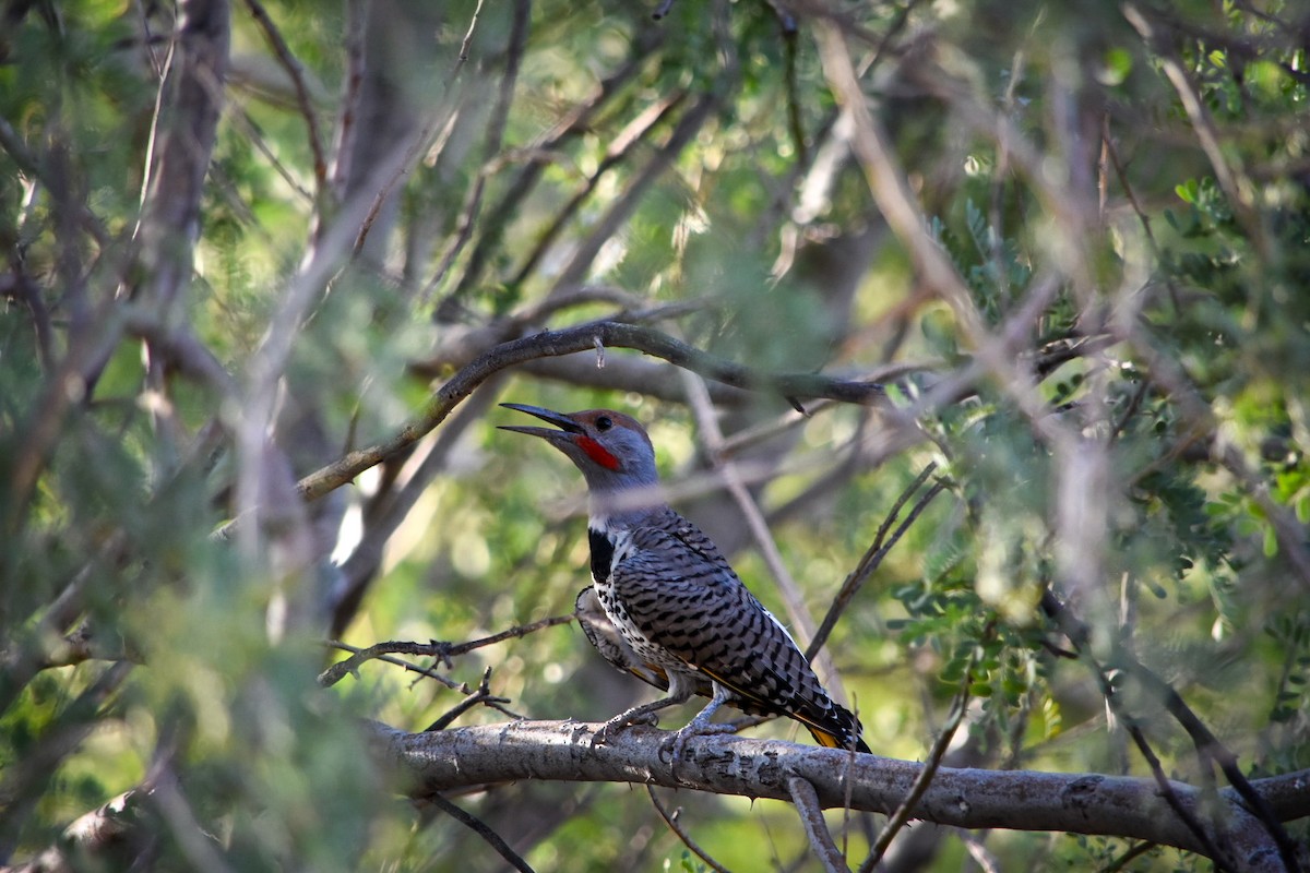 Gilded Flicker - ML642464235