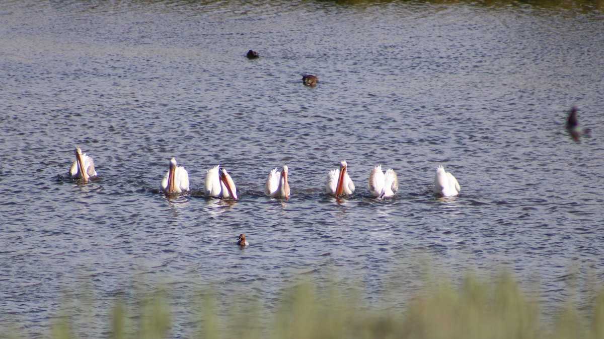 American White Pelican - ML642464236
