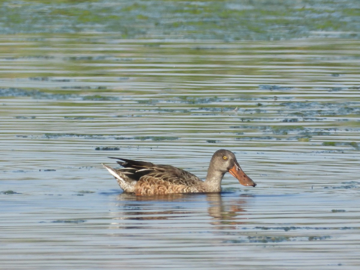Northern Shoveler - ML642464238