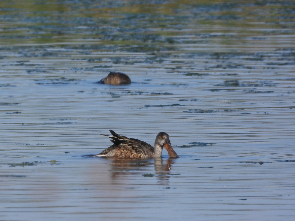 Northern Shoveler - ML642464239