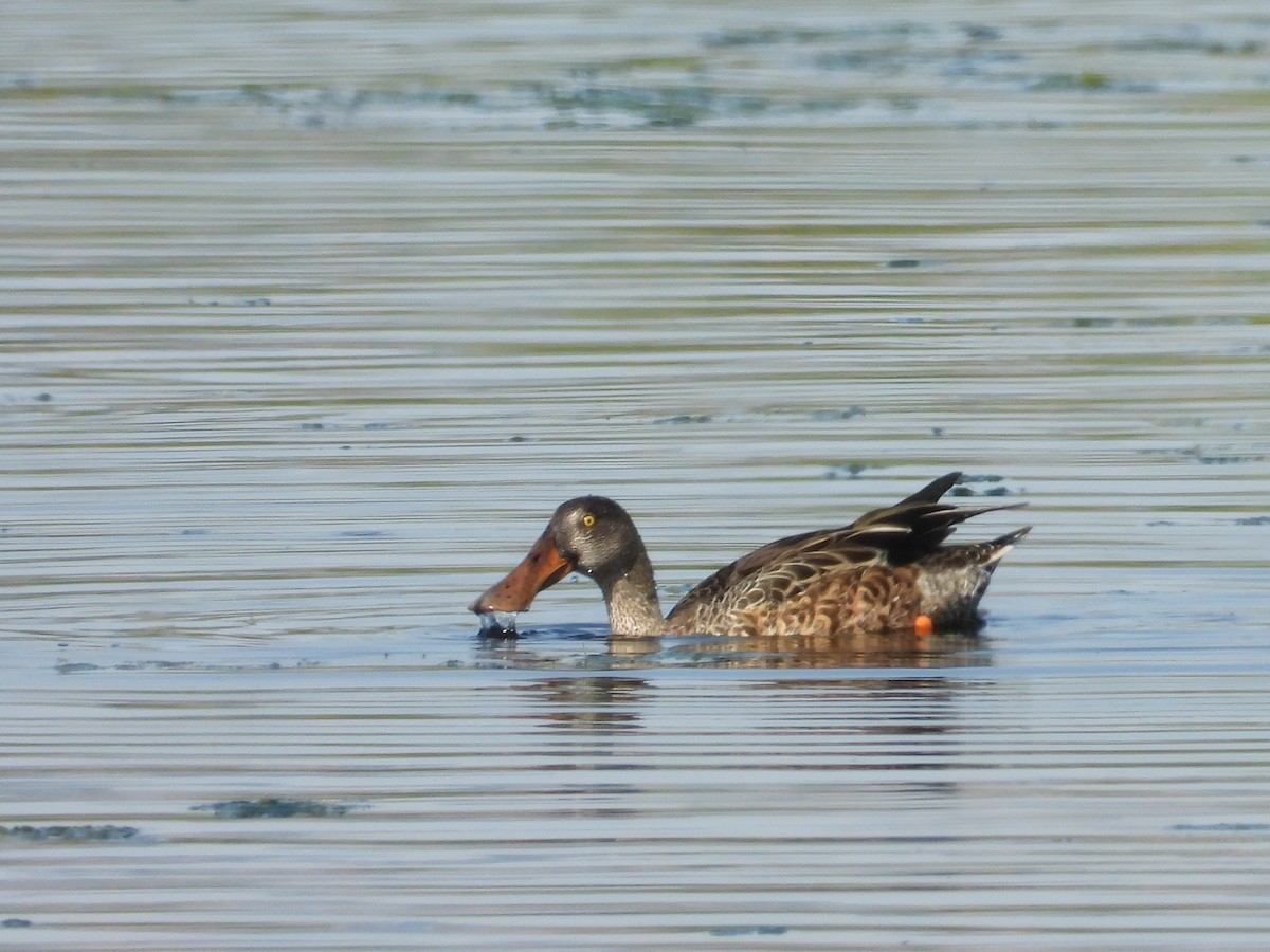 Northern Shoveler - ML642464240