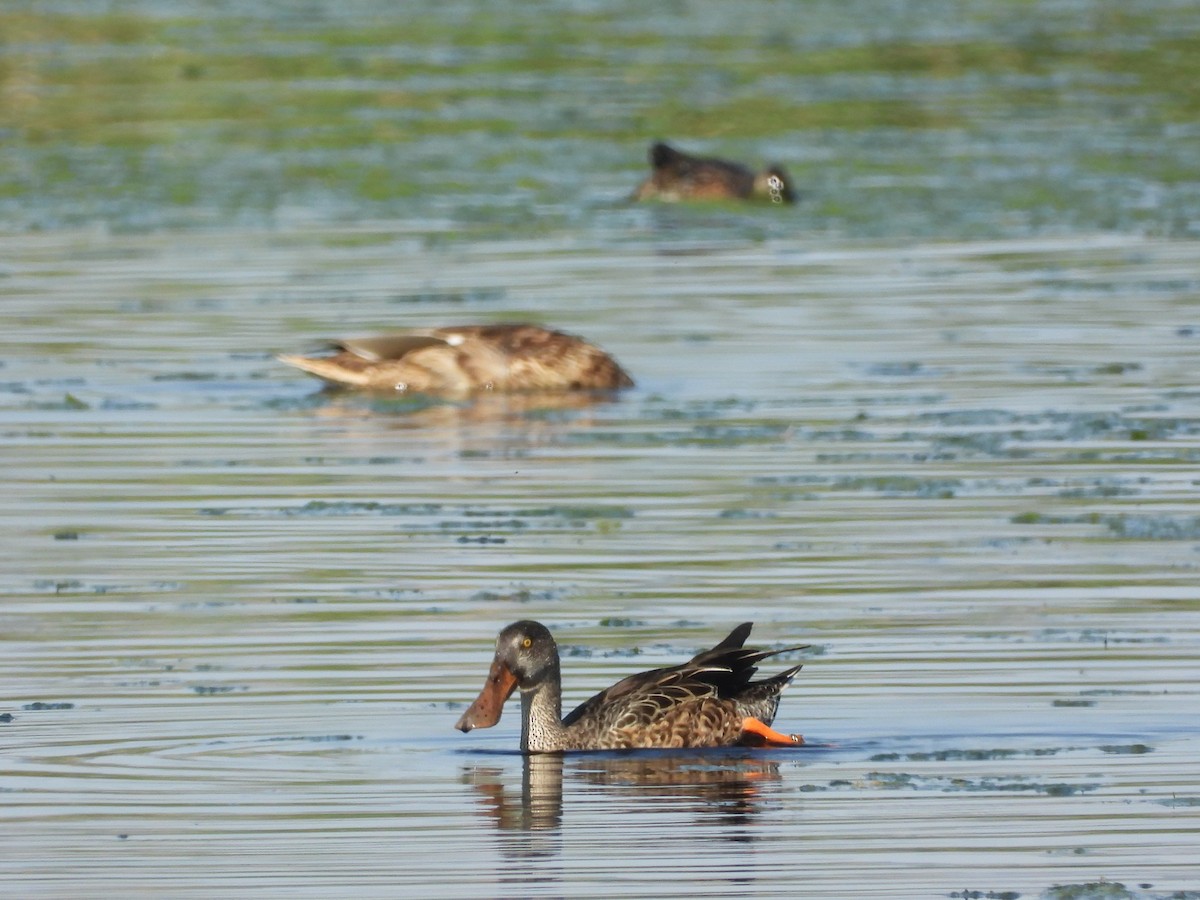 Northern Shoveler - ML642464241