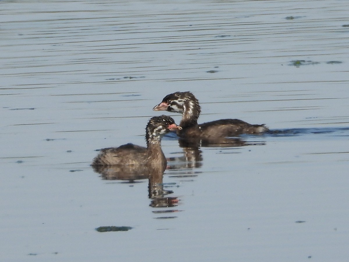 Pied-billed Grebe - ML642464244