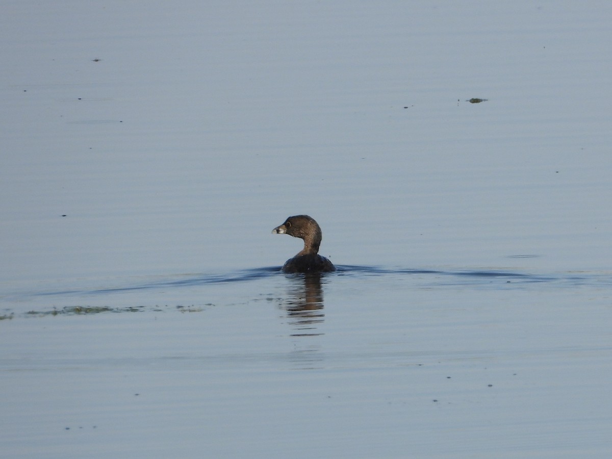 Pied-billed Grebe - ML642464245