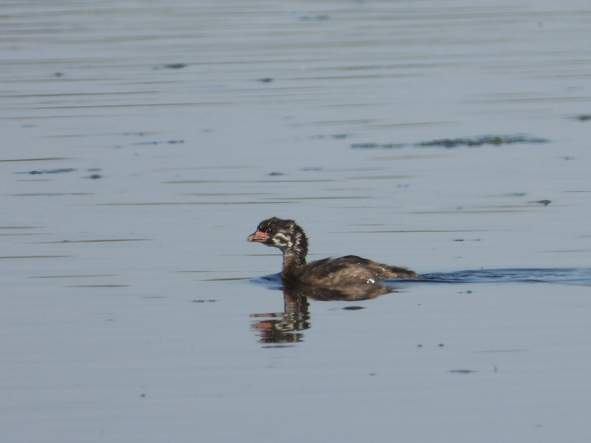 Pied-billed Grebe - ML642464246
