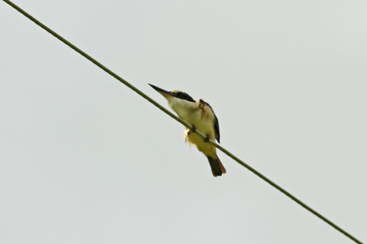 ledňáček posvátný - ML642464257