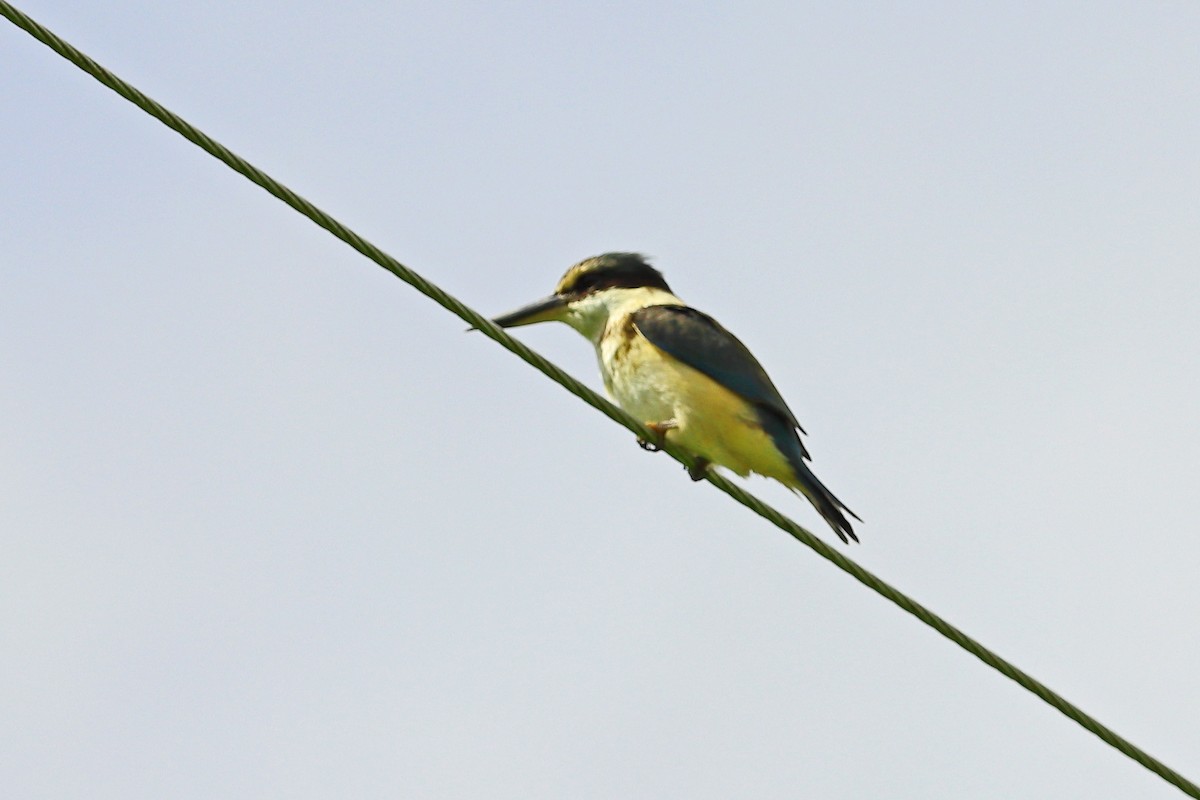 ledňáček posvátný - ML642464258