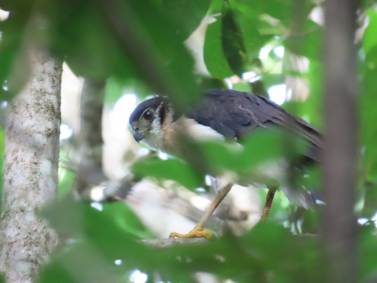 Collared Forest-Falcon - ML642464262