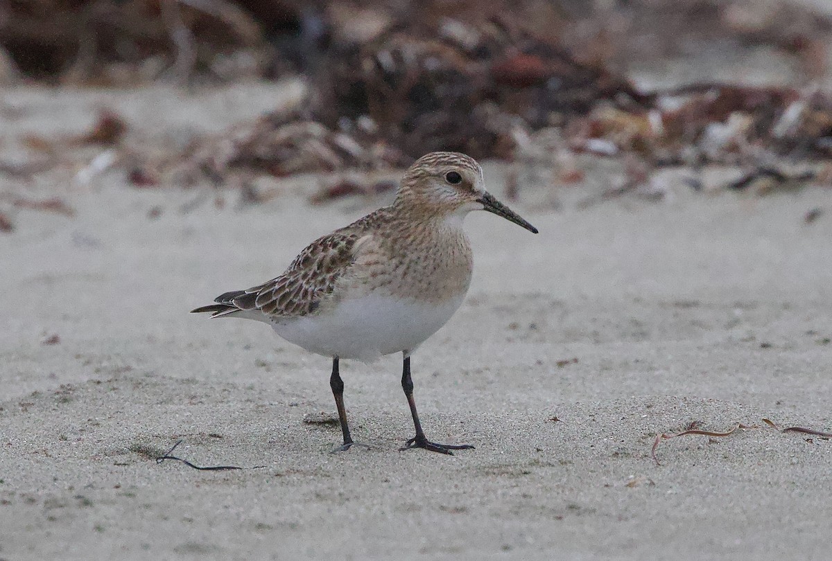 Baird's Sandpiper - ML642464263
