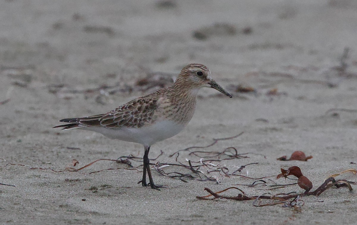 Baird's Sandpiper - ML642464264