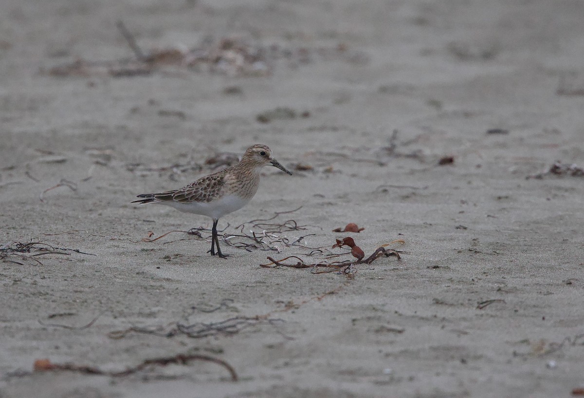 Baird's Sandpiper - ML642464265