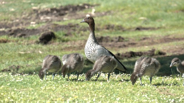 Maned Duck - ML642464267