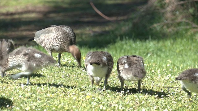 Maned Duck - ML642464268