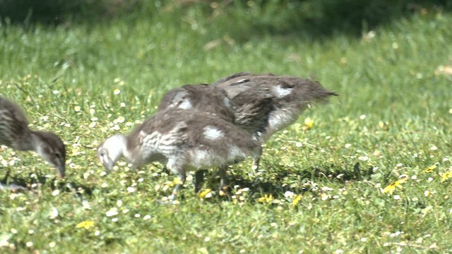 Maned Duck - ML642464270