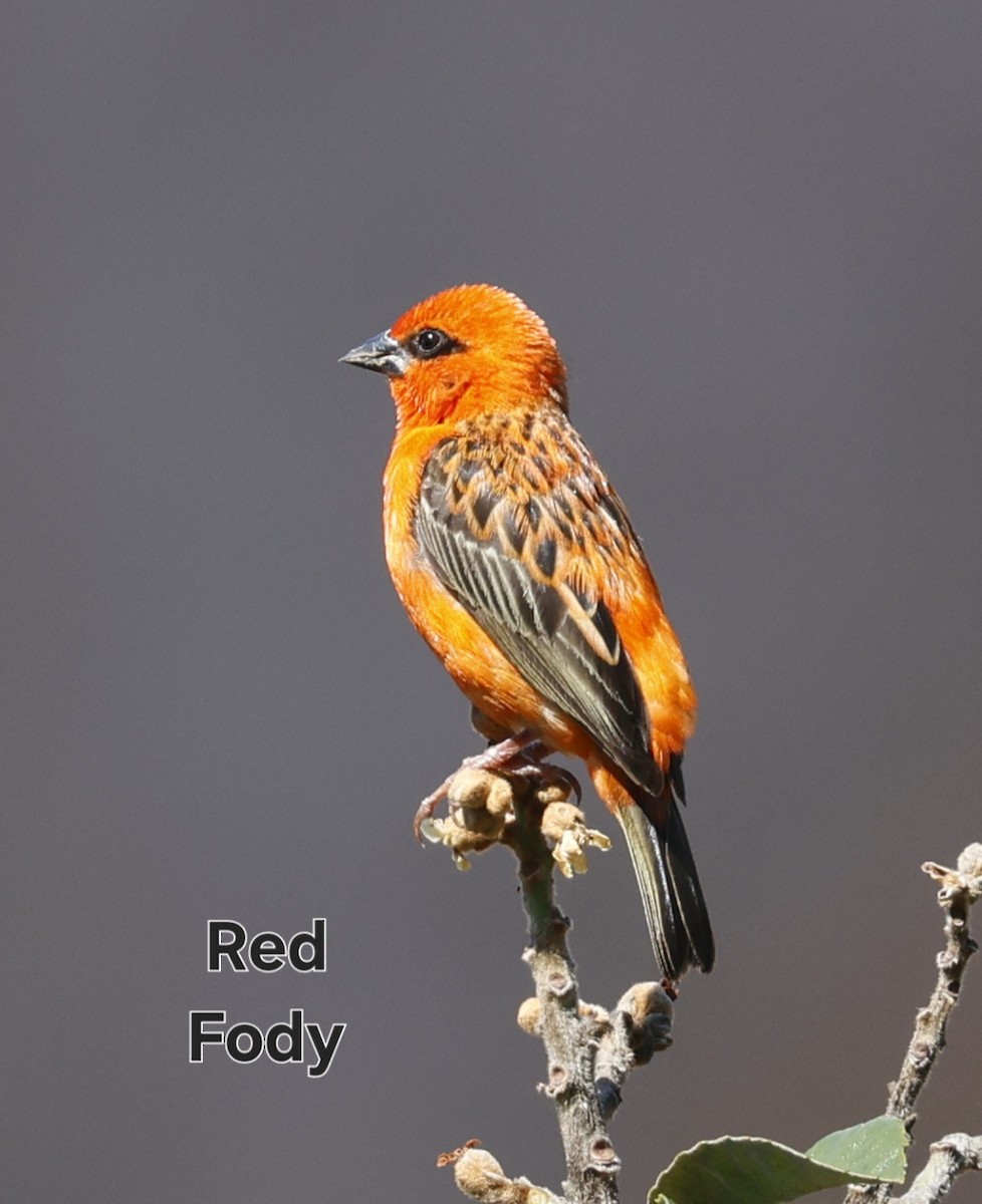 Red Fody - ML642464275