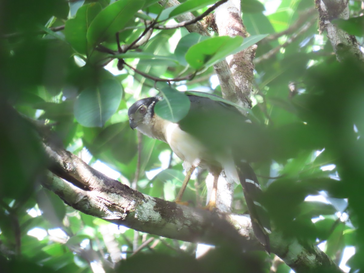 Collared Forest-Falcon - ML642464276