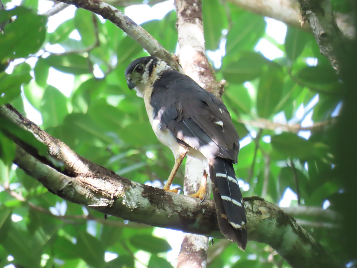 Collared Forest-Falcon - ML642464281