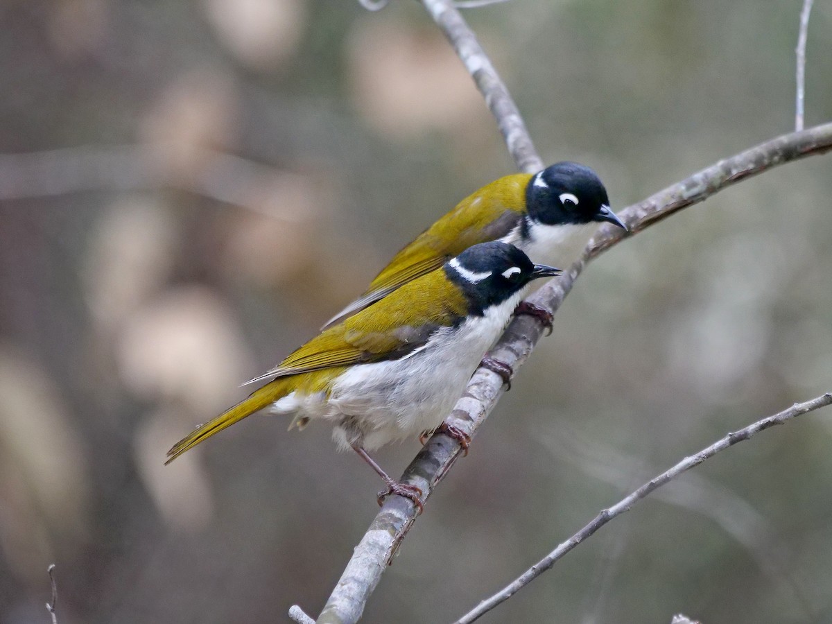 Gilbert's Honeyeater - ML642464282