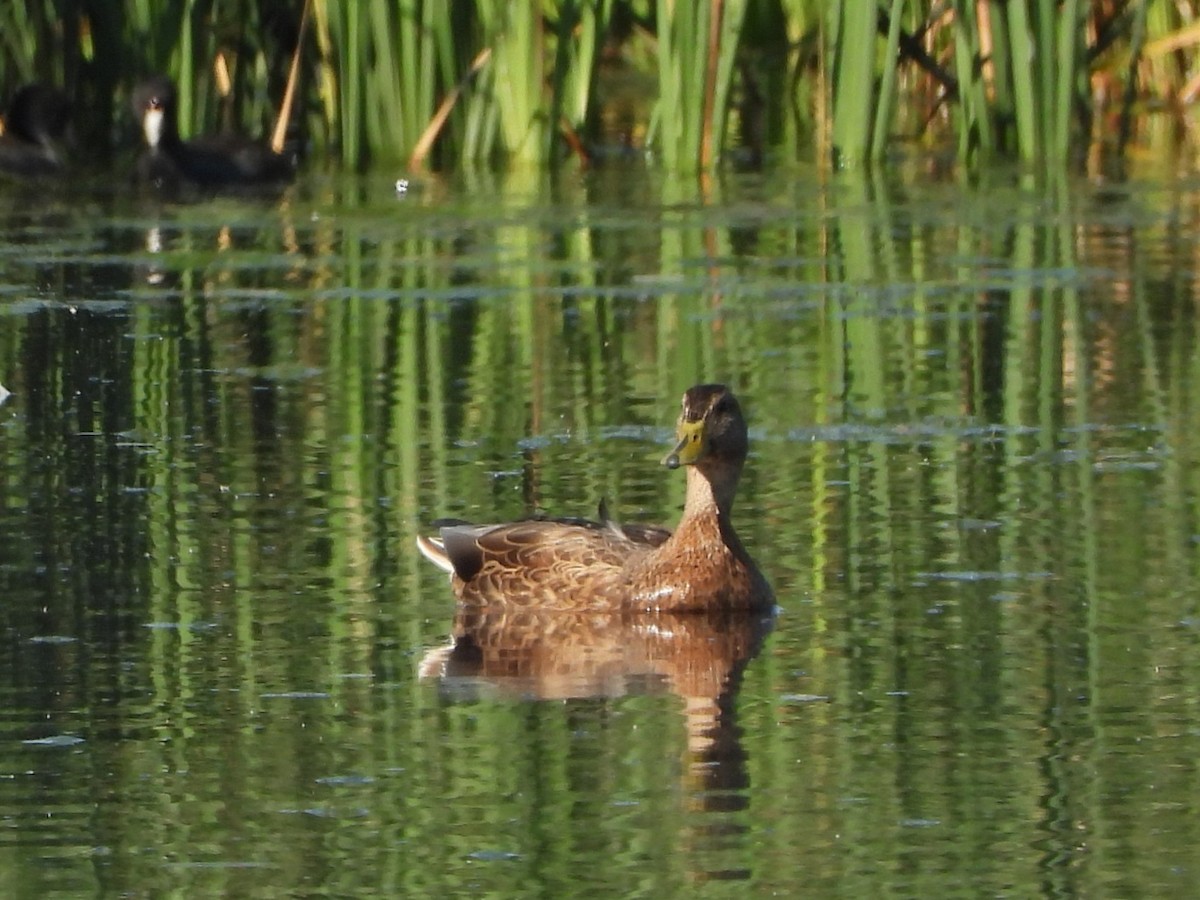 Mallard - ML642464298