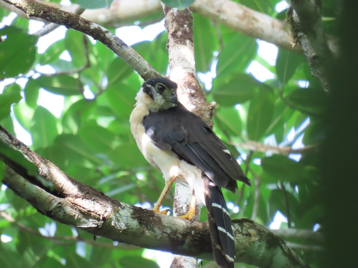Collared Forest-Falcon - ML642464300
