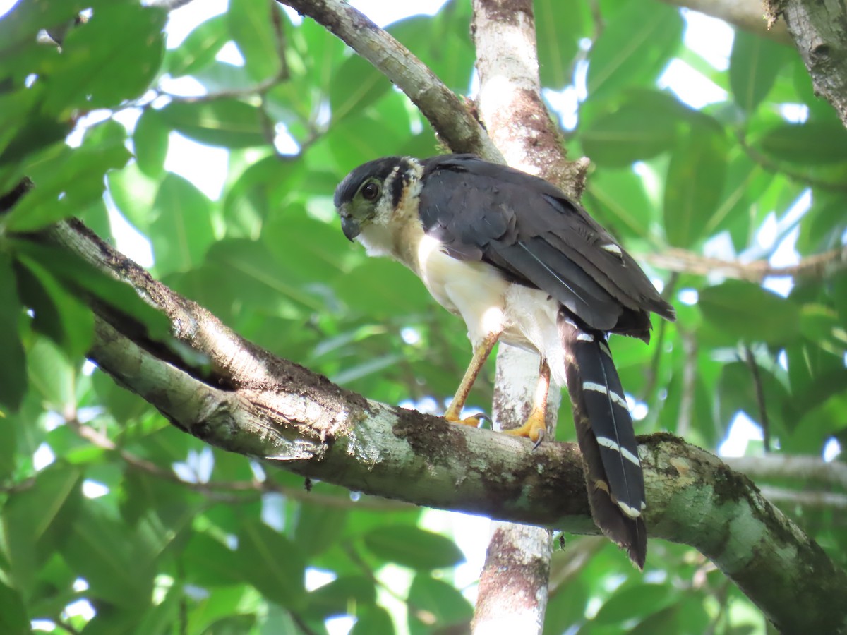 Collared Forest-Falcon - ML642464301