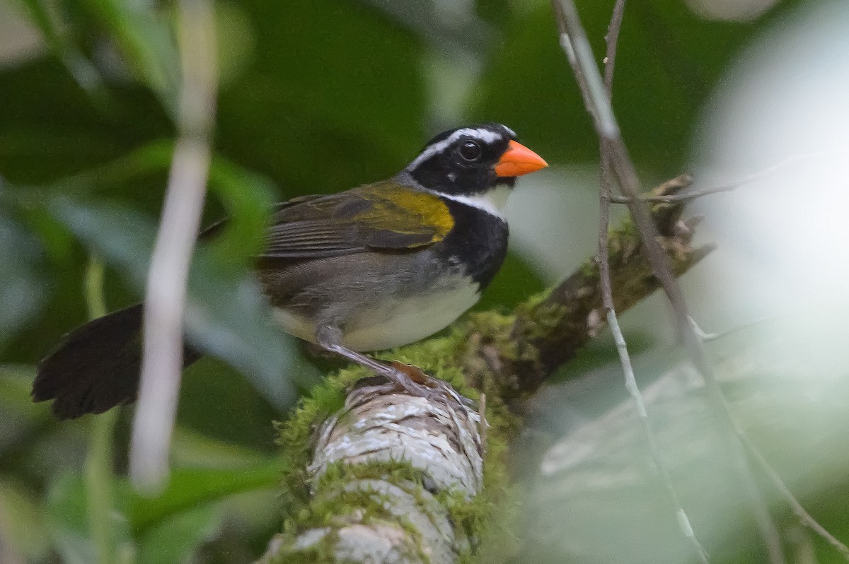 アカハシシズカシトド - ML642464311