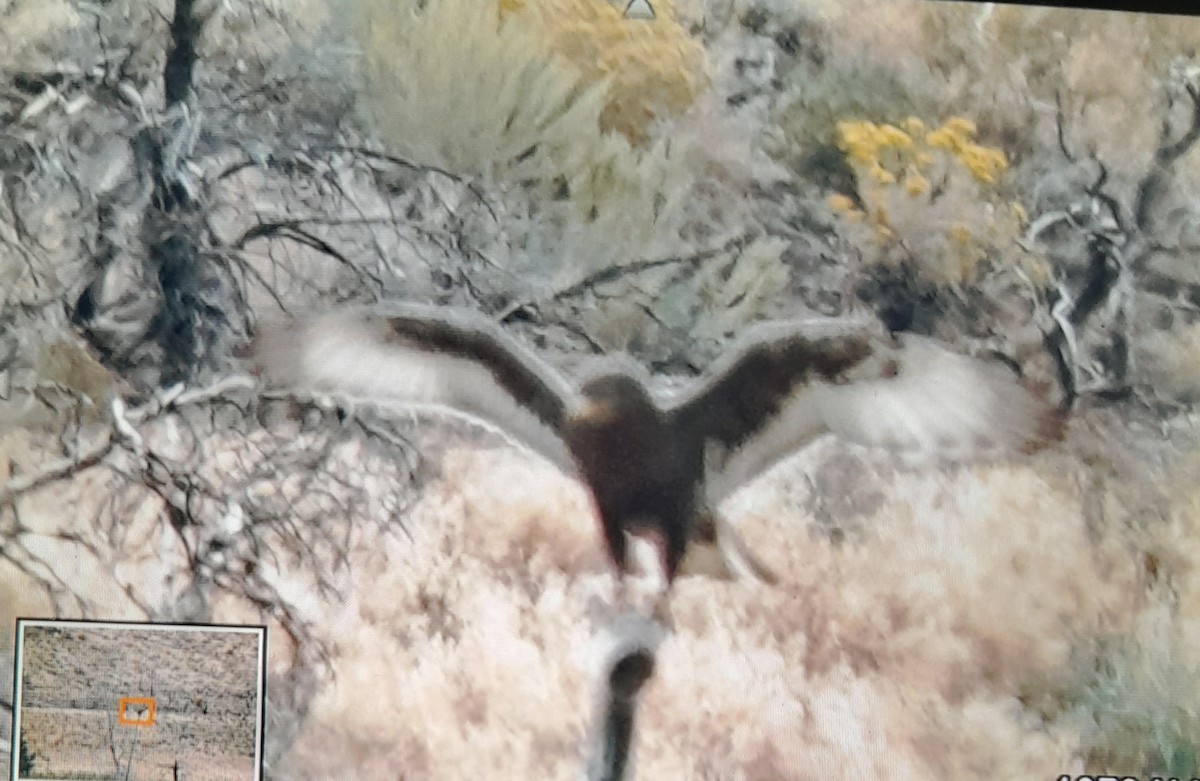 Ferruginous Hawk - ML642464312