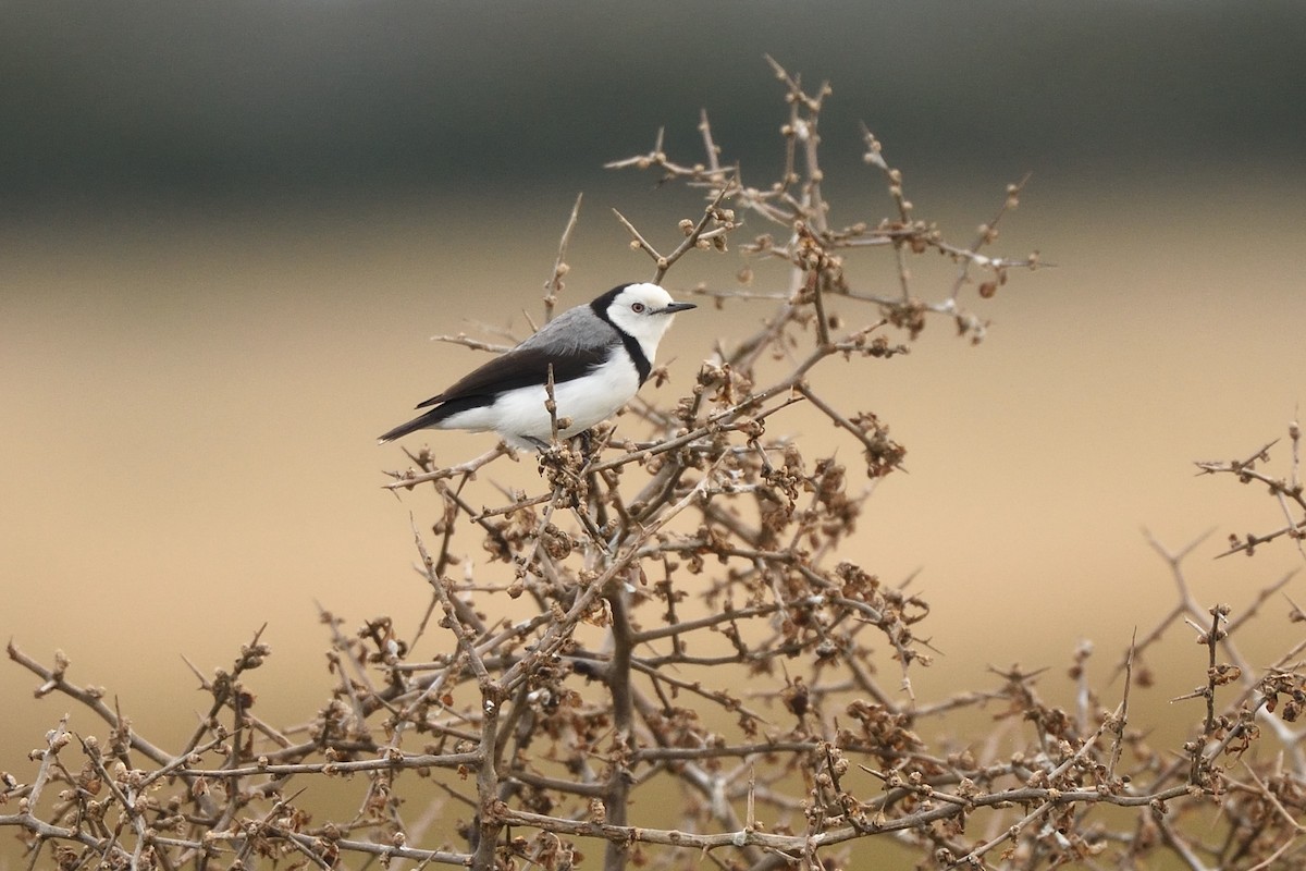 White-fronted Chat - ML642464320