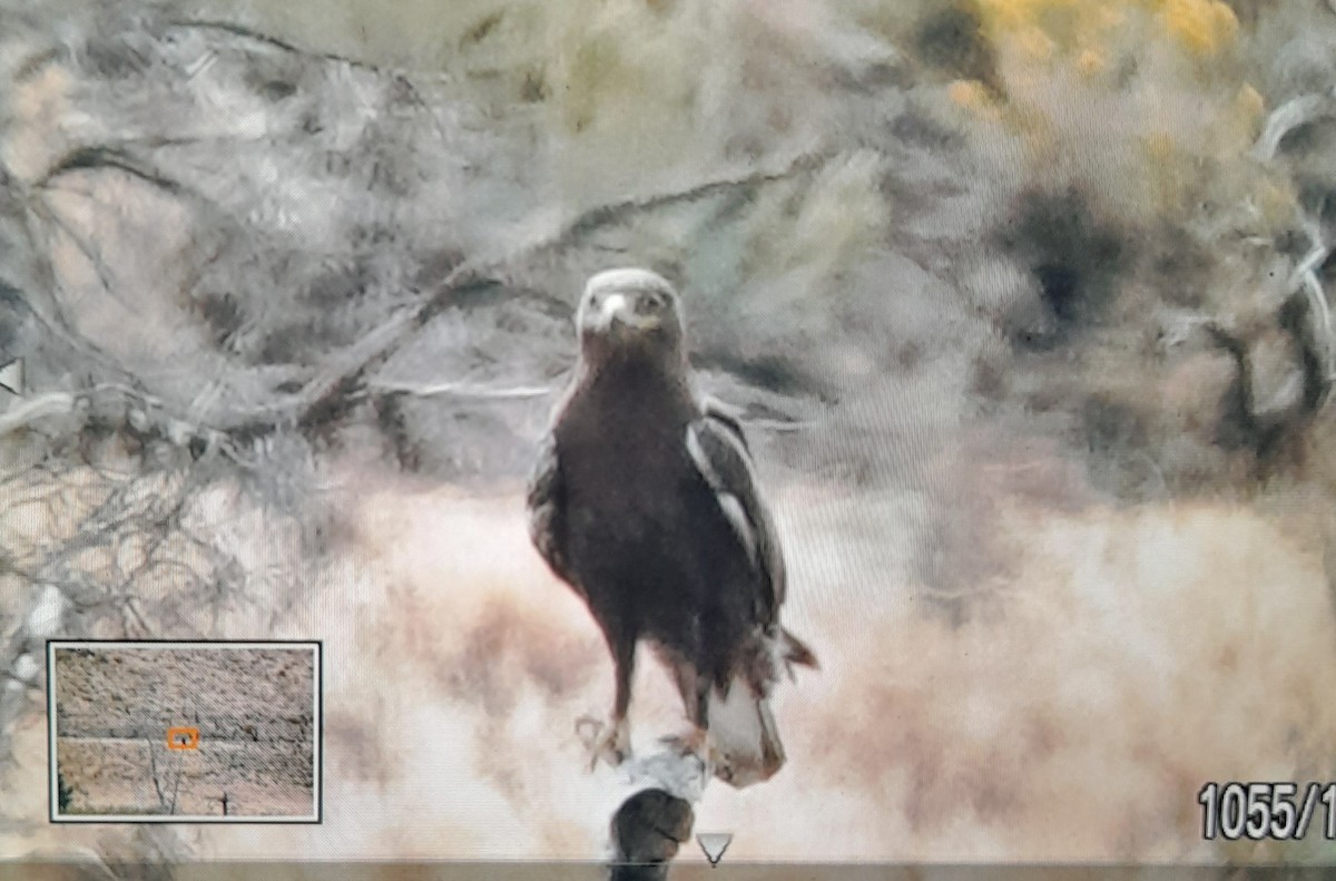 Ferruginous Hawk - ML642464324