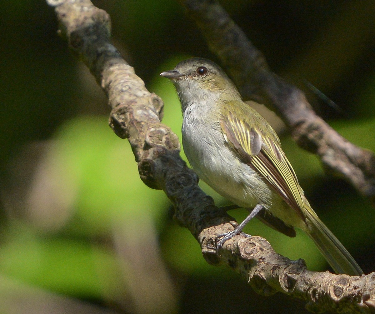Mistletoe Tyrannulet - ML642464325