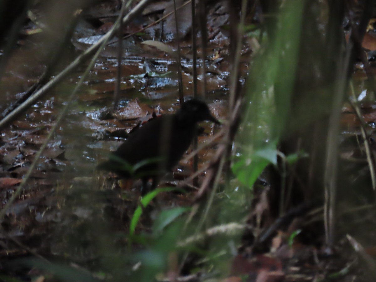 Uniform Crake - ML642464329