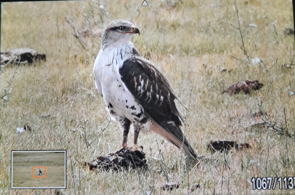Ferruginous Hawk - ML642464332